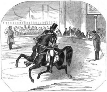 Illustration of a ringmaster commanding a lively black horse in a circus ring.