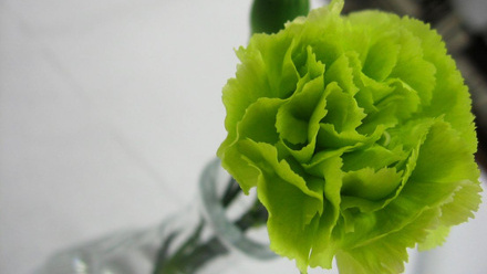 A single green carnation flower in a small vase.