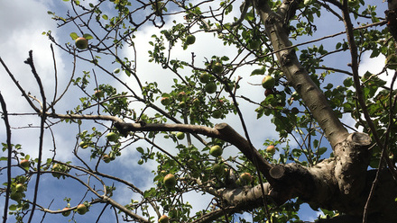 Tree branches with green apples against a blue sky.