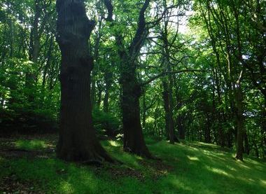 Ancient Hawthorn Tree in Graves Park