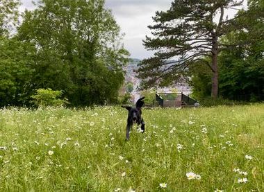 Dog in wildflower meadow at St Giles Hill Park (Photo: C. Radcliffe)