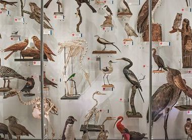 University Museum of Zoology & Julieta Sarmiento Photography