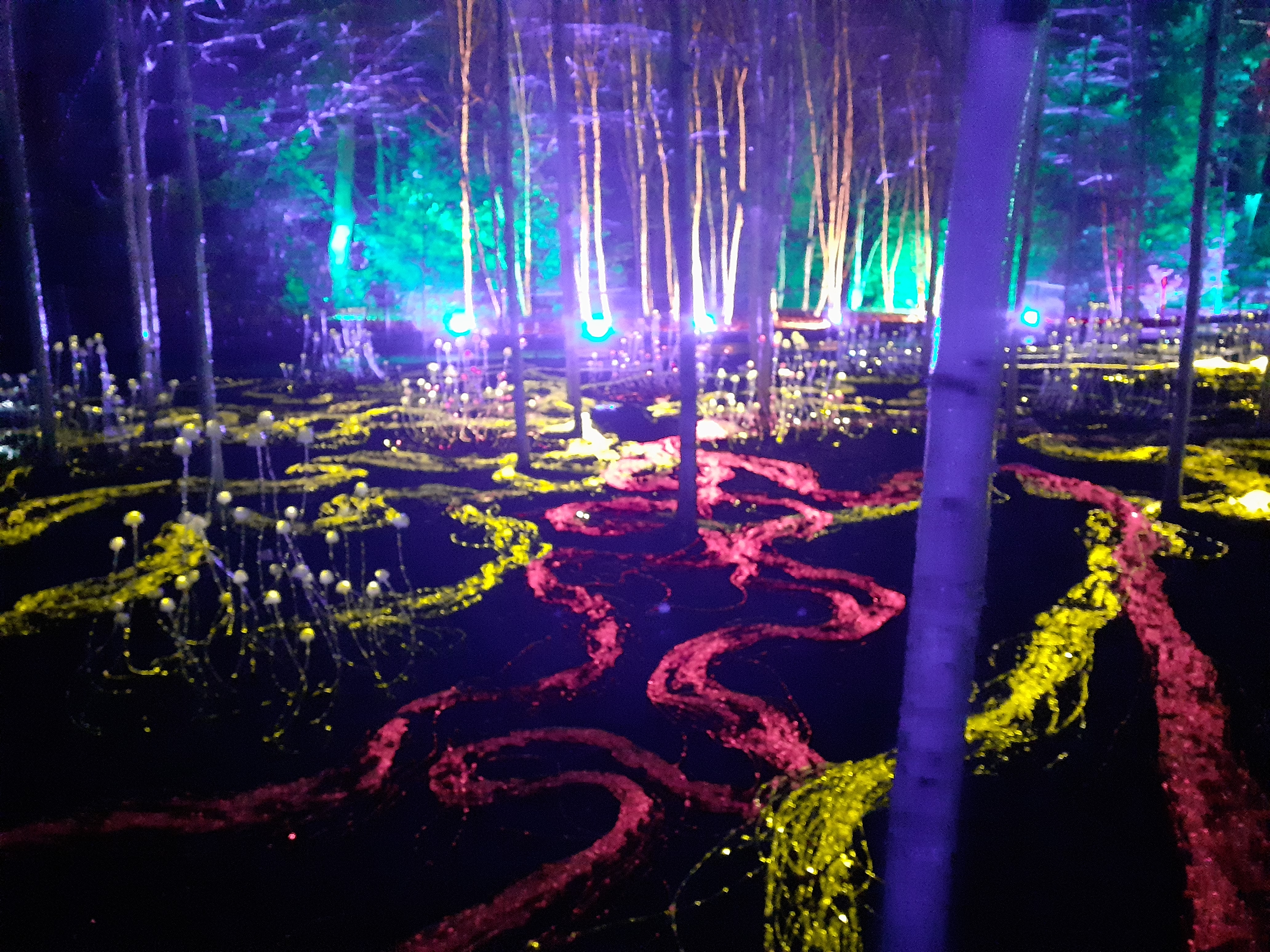 Fluorescent lines snaking across a dark woodland floor.