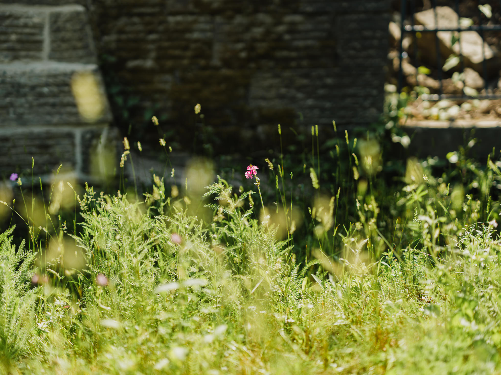 Green grasses and pink flowers in front of a shadowed brick wall on a sunny day.