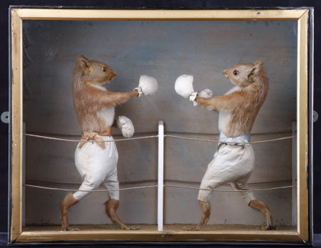Two squirrels without tails posed in a boxing ring as if fighting.