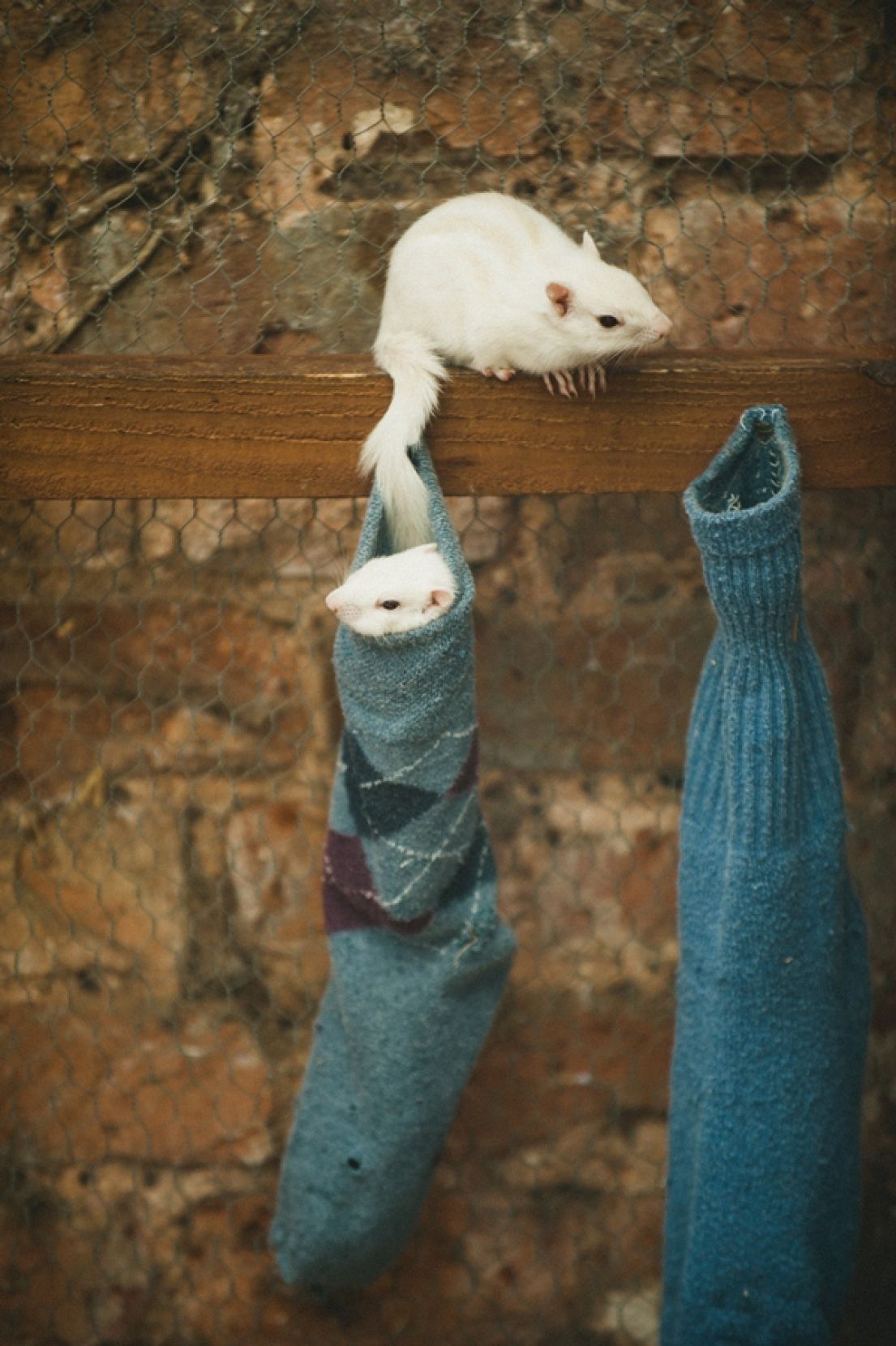 Two blue socks hanging on a wooden post on a garden wall - one with a chipmunk hiding inside, another with a white chipmunk walking along the wood. 