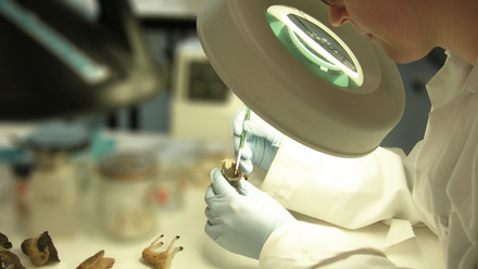 A conservator looks through a large freestanding magnifying glass to complete intricate work on a small item