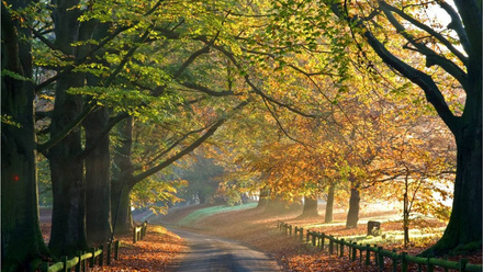 An allyway of trees with a road in the middle fading into the distance. The trees on the left have green leaves, the trees on the right autumnal.