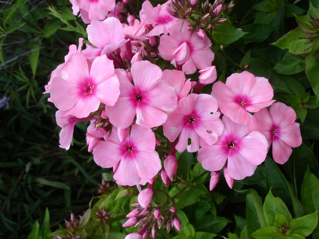 A cluster of 5 petaled pink flowers and their buds amongst greenery.