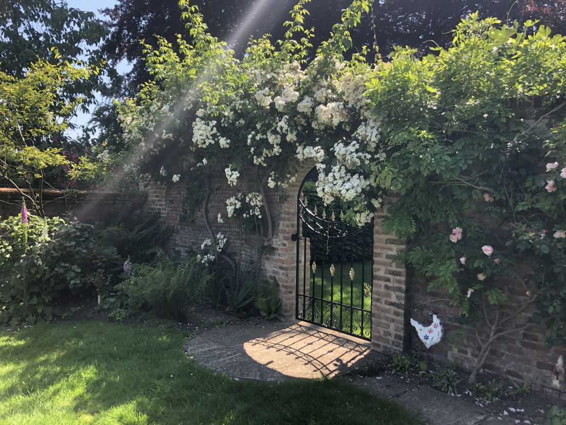 A wrought iron gate in a brick wall in a garden, which is overshadowed by a white blooming overgrowing plant.