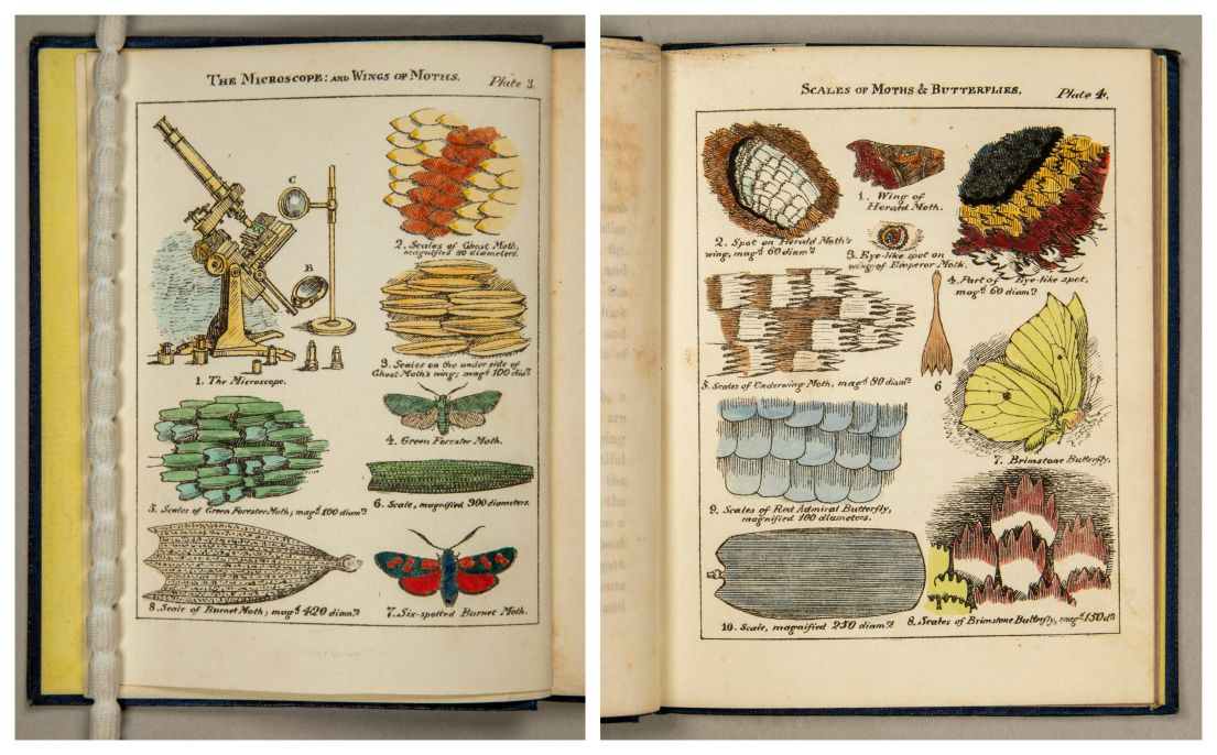 Illustrated pages of a book showing insects and science equipment.