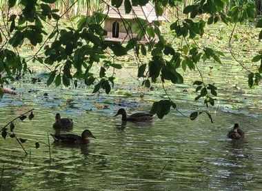 Lightoaks Park pond 2024 by Claire Gorton